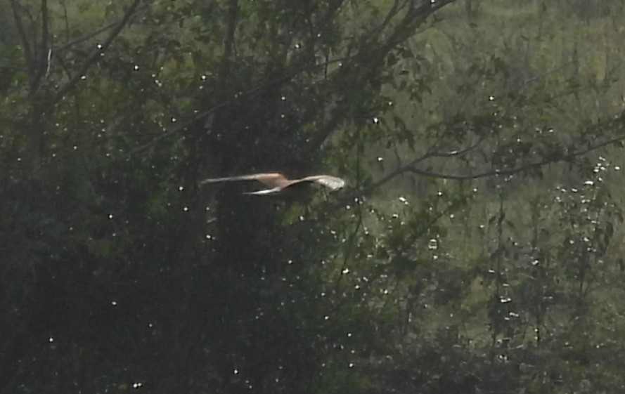 tårnfalk - ML644688153