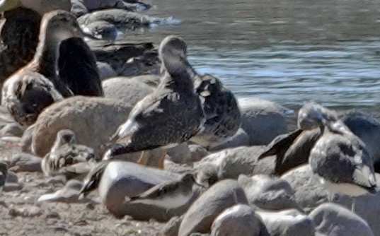 Greater Yellowlegs - ML644688165