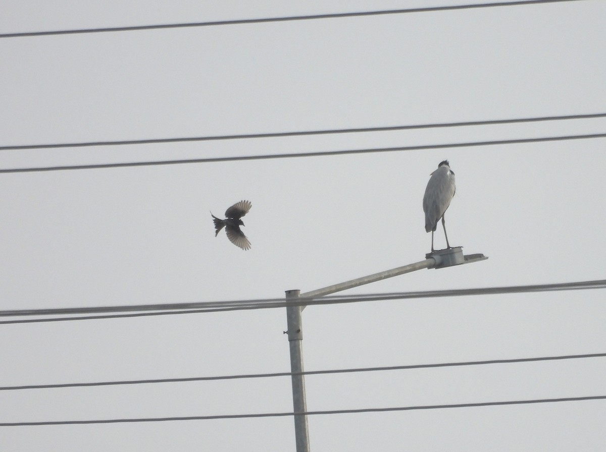 gråhegre - ML644688166