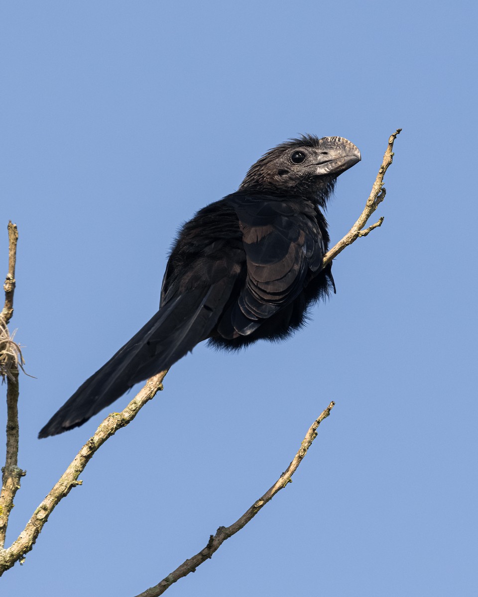 Smooth-billed Ani - ML644688167