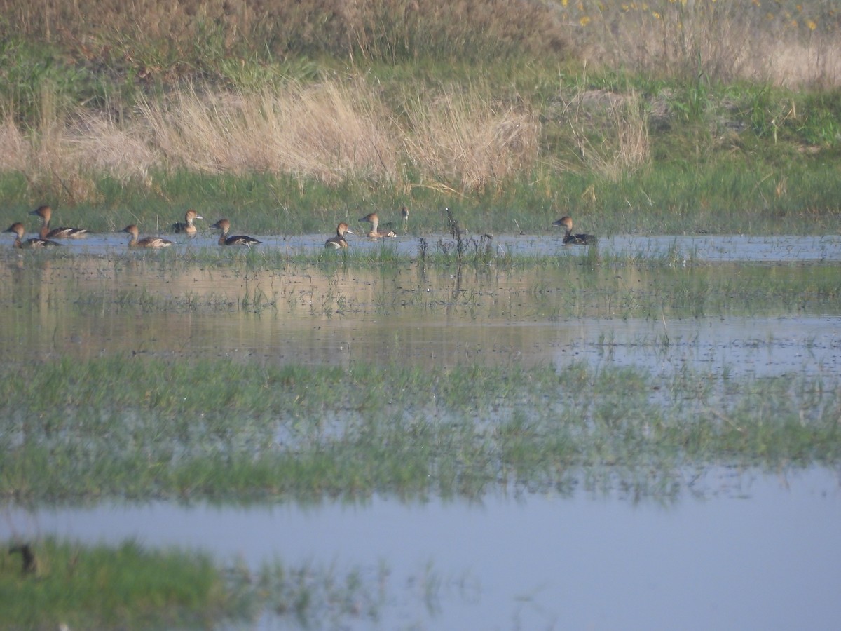 Свистач рудий - ML644688171