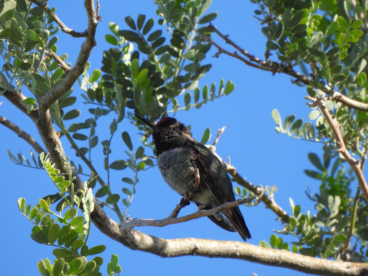 Anna's Hummingbird - ML644688179