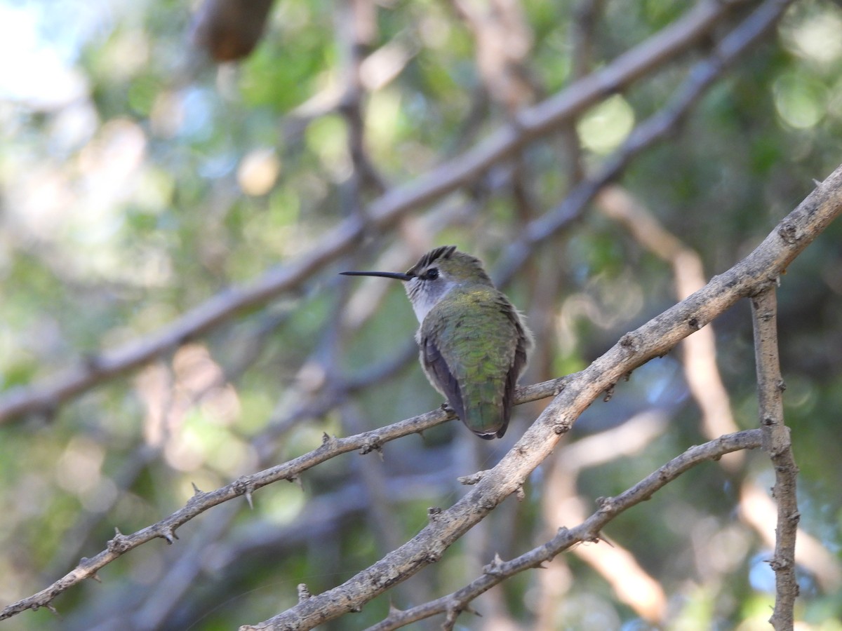 Anna's Hummingbird - ML644688180