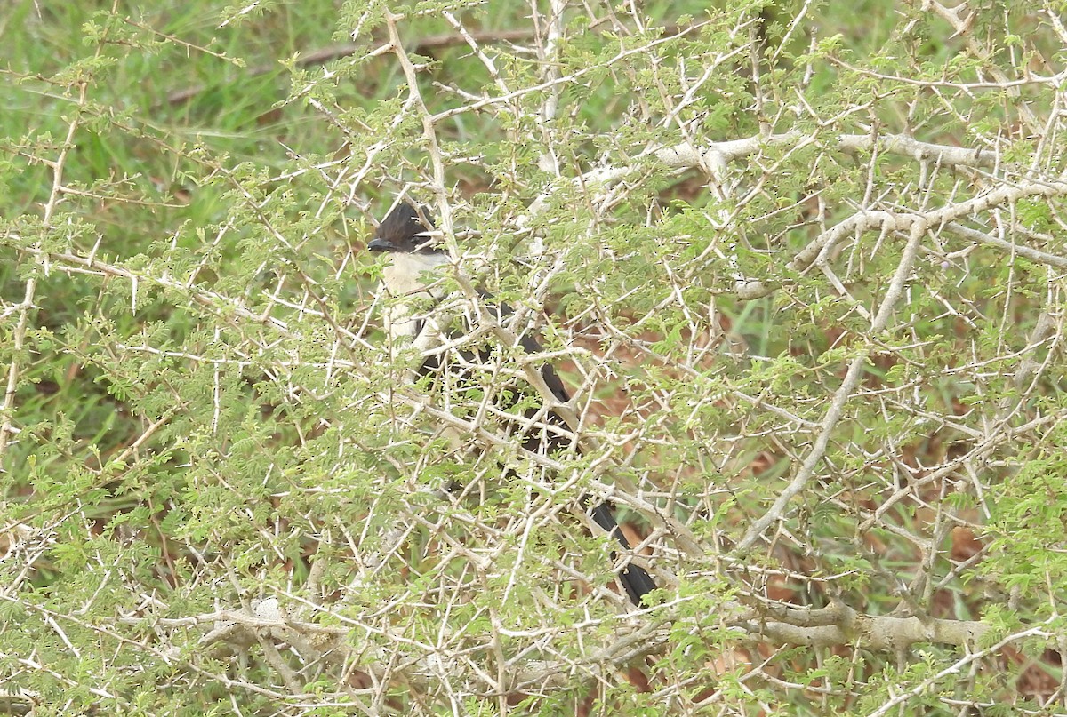 jakobinergjøk - ML644688182