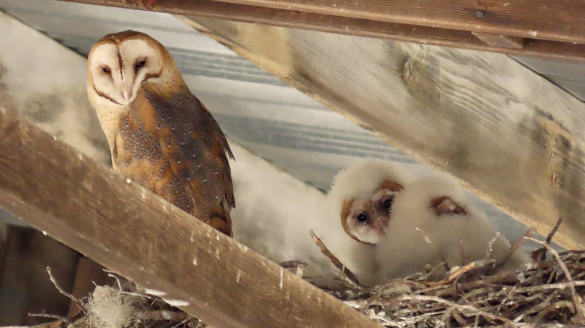 American Barn Owl - ML644688184