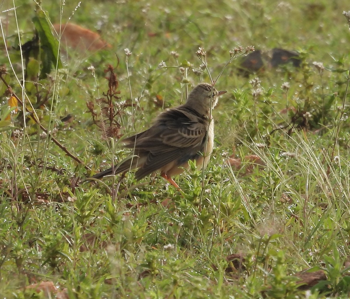 markpiplerke - ML644688185