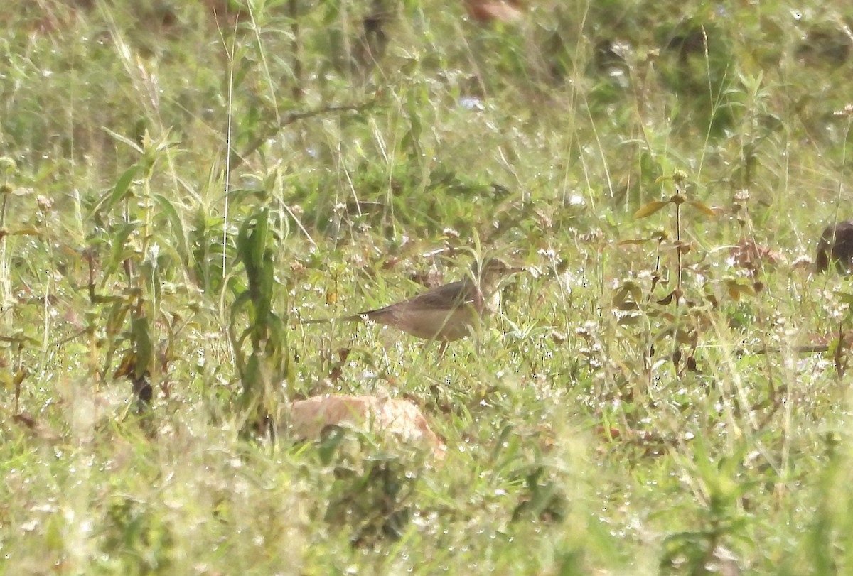 markpiplerke - ML644688186