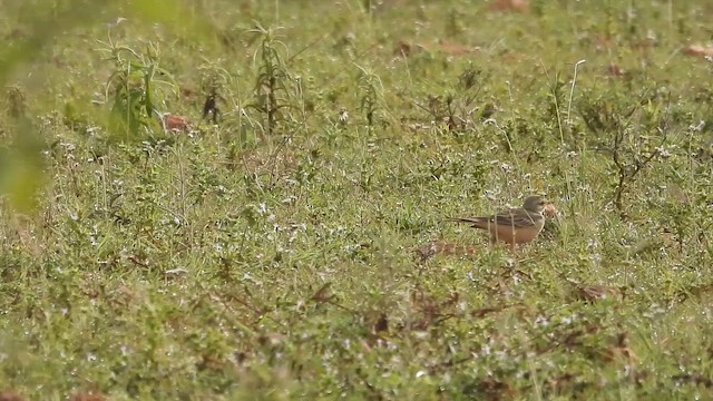 Щеврик польовий - ML644688187