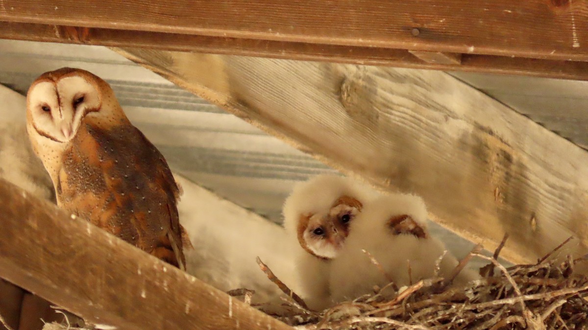 Сипуха американська - ML644688188