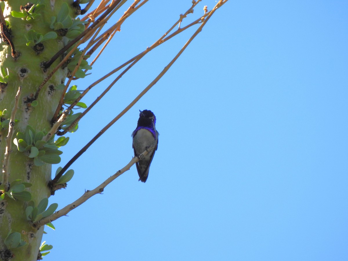 Costa's Hummingbird - ML644688189