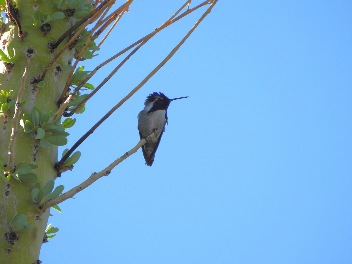 Costa's Hummingbird - ML644688190