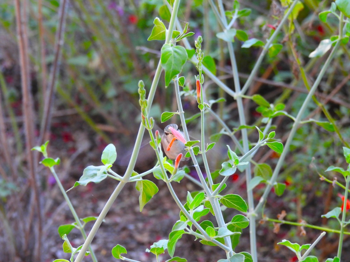 Costa's Hummingbird - ML644688191