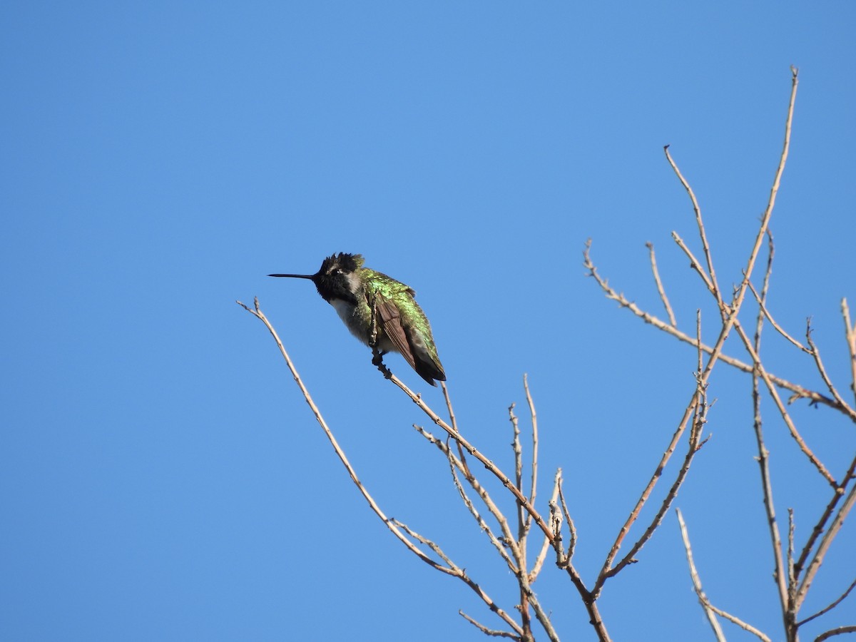 Costa's Hummingbird - ML644688193