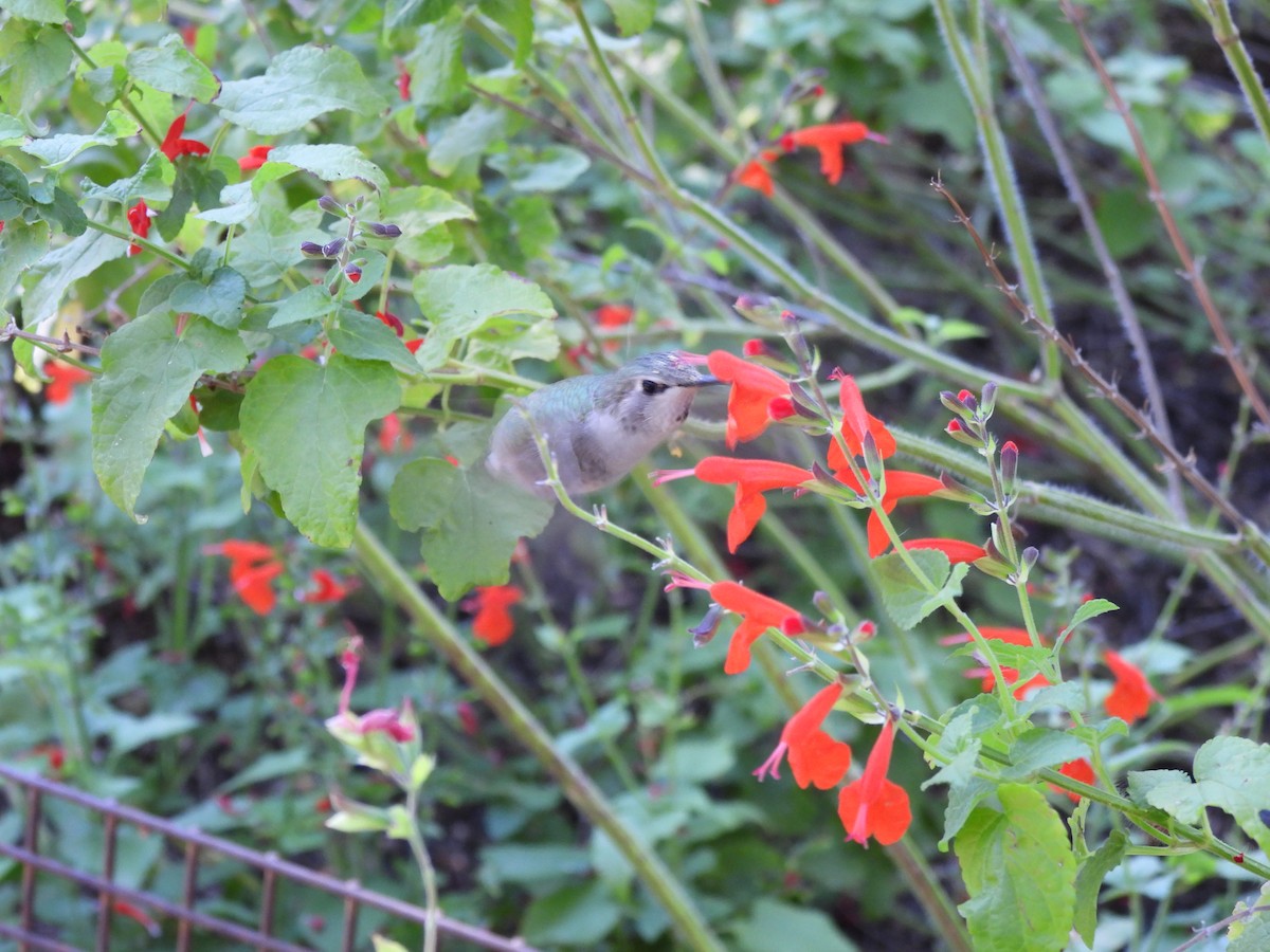 Costa's Hummingbird - ML644688194