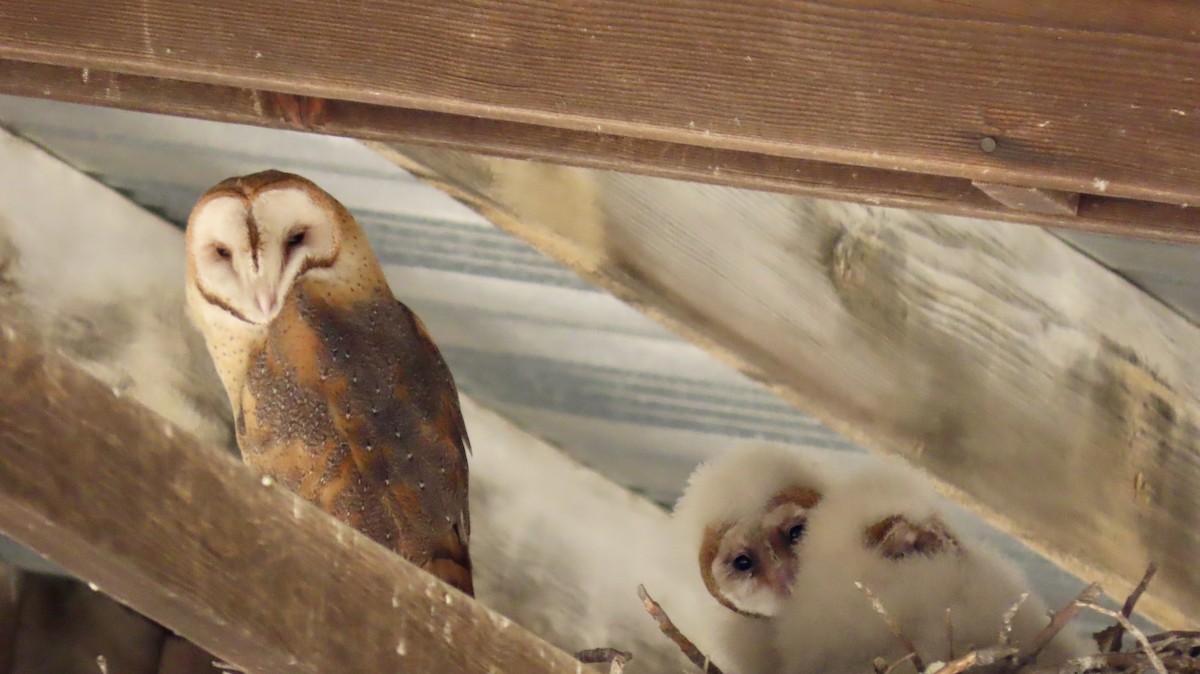 Сипуха американська - ML644688195