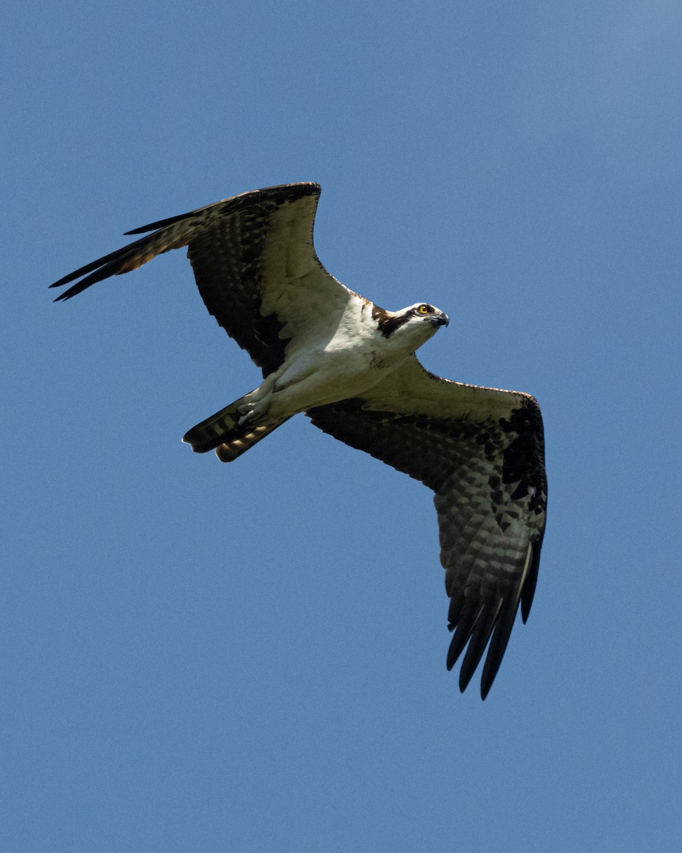 Скопа західна - ML644688196