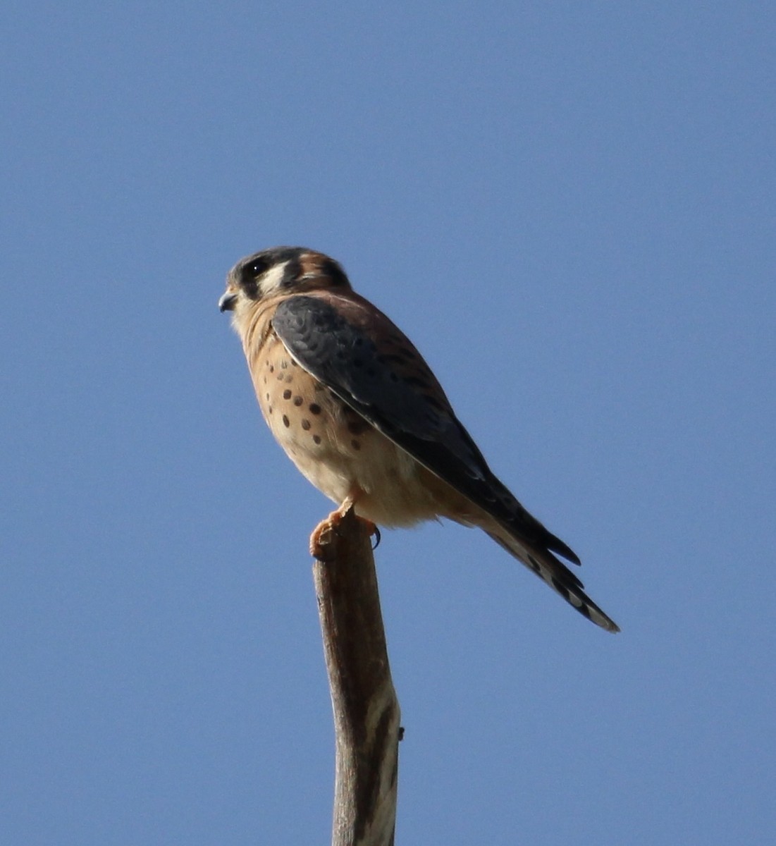 Боривітер американський - ML644688197