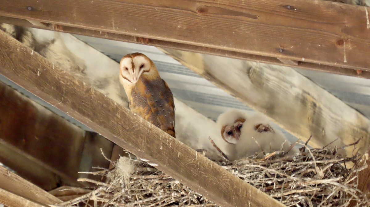 Сипуха американська - ML644688198