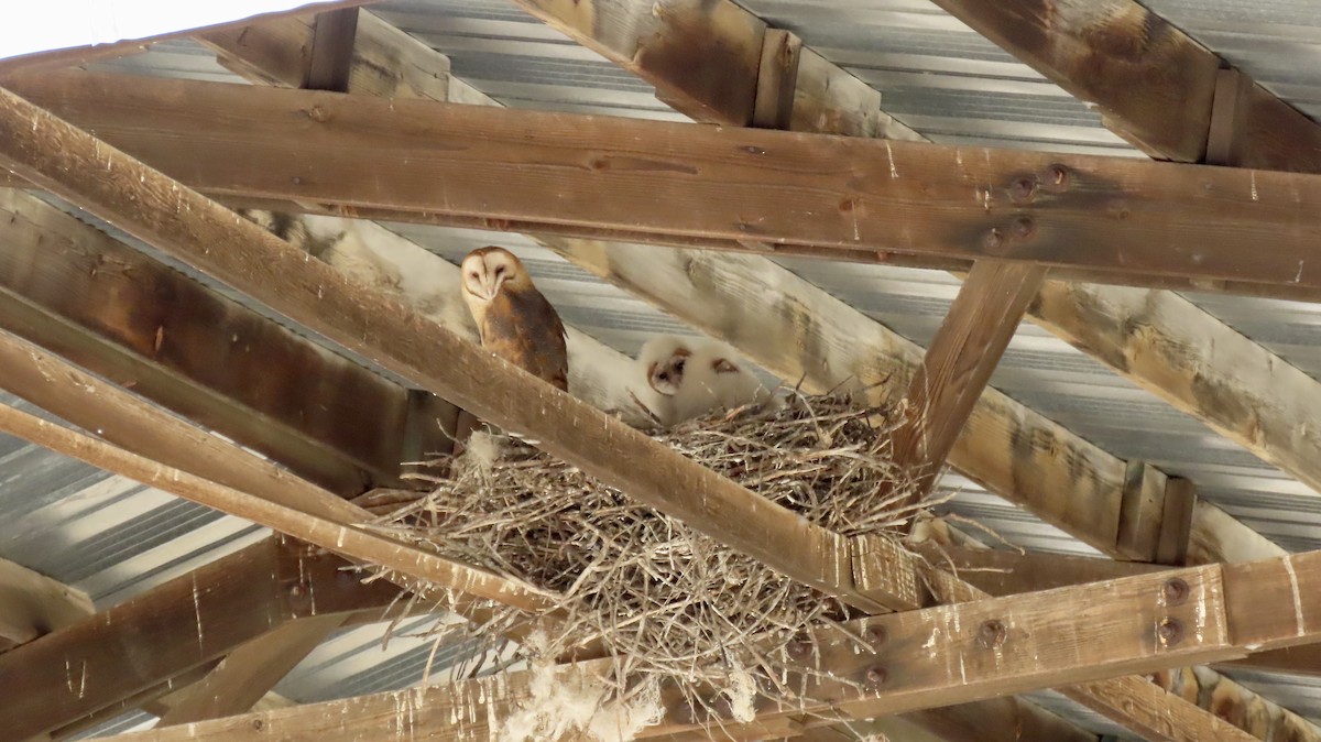 Сипуха американська - ML644688201