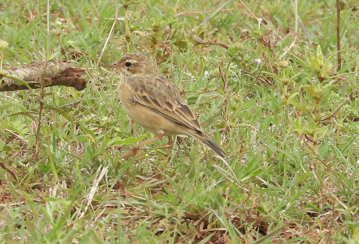 Щеврик іржастий - ML644688202