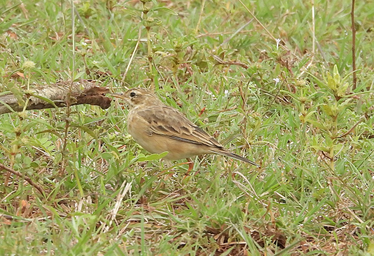 Щеврик іржастий - ML644688203