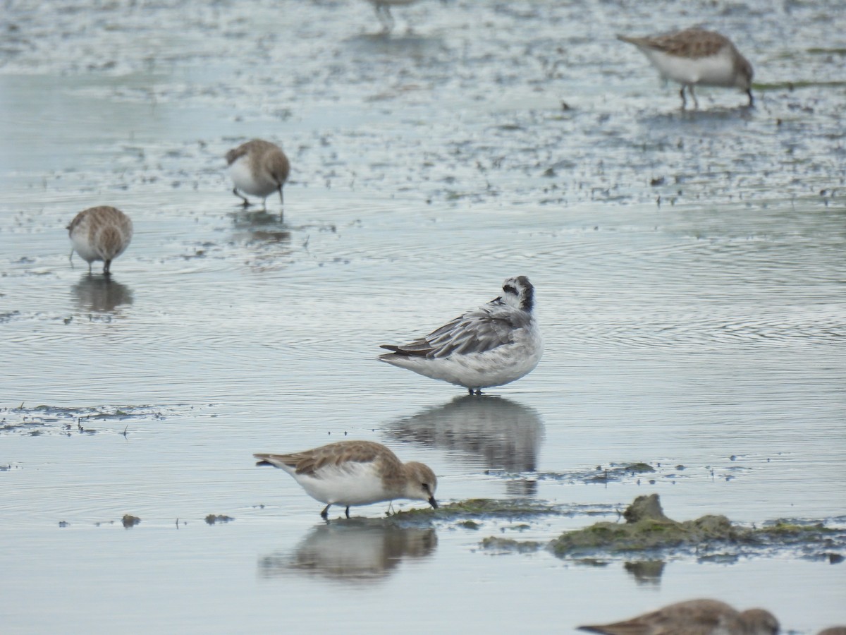 Плавунець круглодзьобий - ML644688204