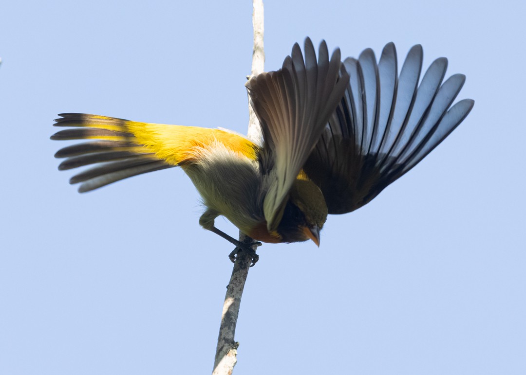 Танагрик чорнощокий - ML644688205