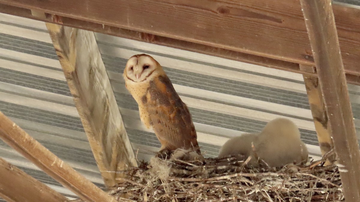 Сипуха американська - ML644688207