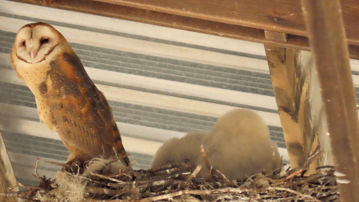 Сипуха американська - ML644688208