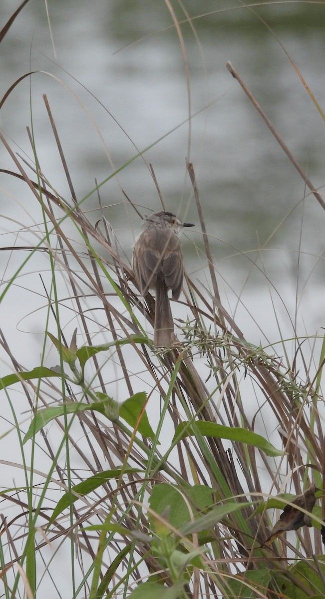 Принія вохристобока - ML644688209