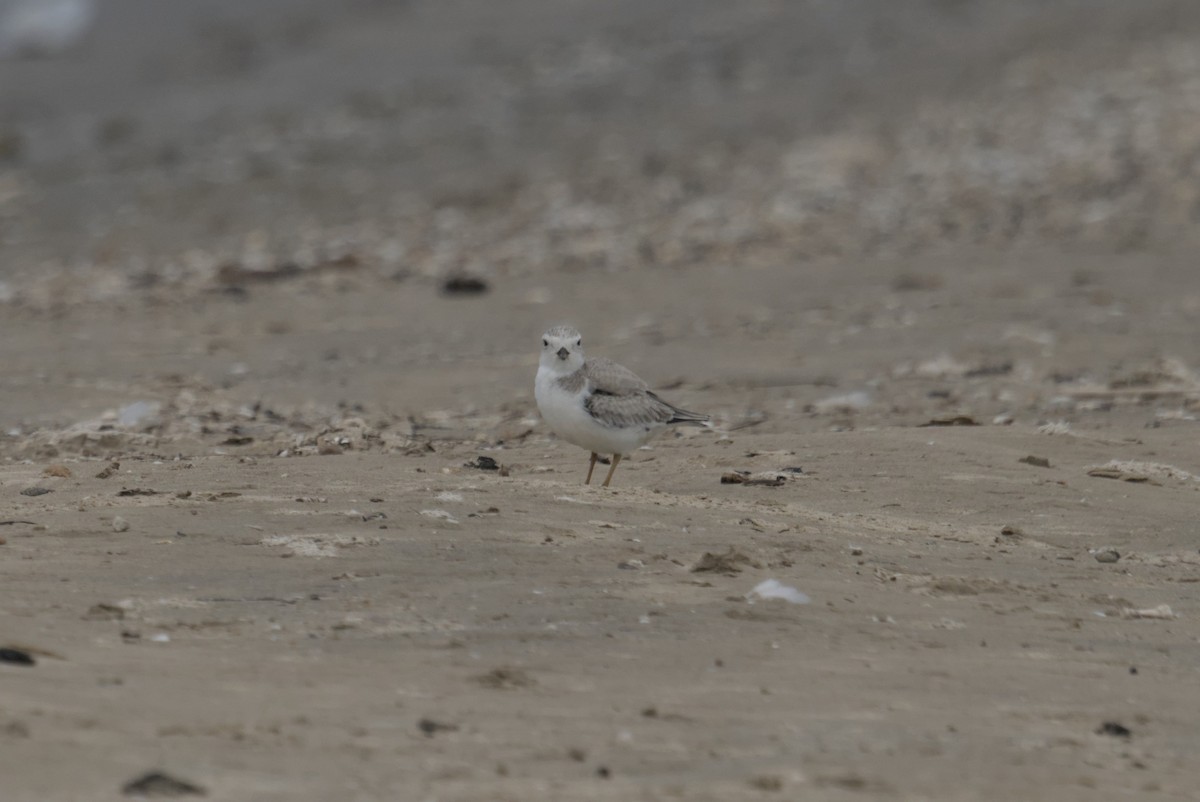 Пісочник жовтоногий - ML644688210