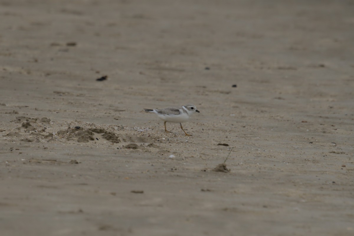 Пісочник жовтоногий - ML644688211