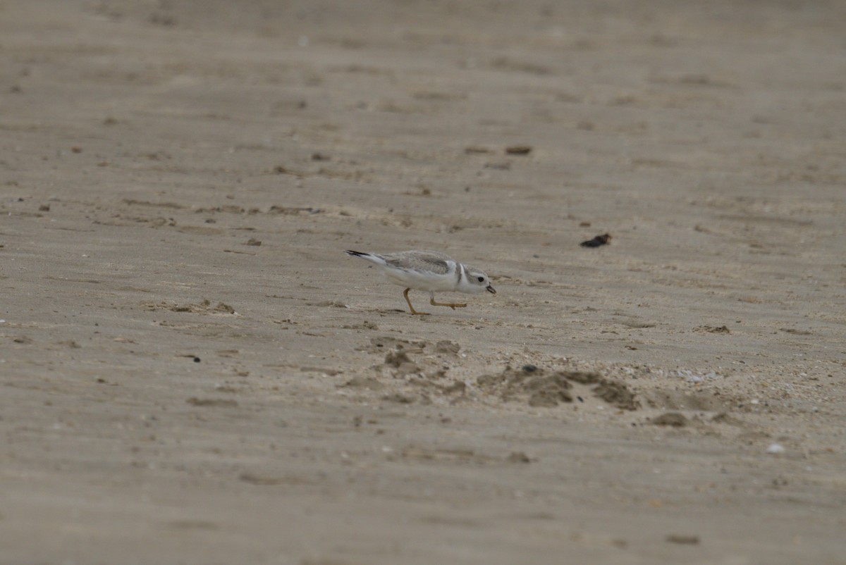 Пісочник жовтоногий - ML644688212