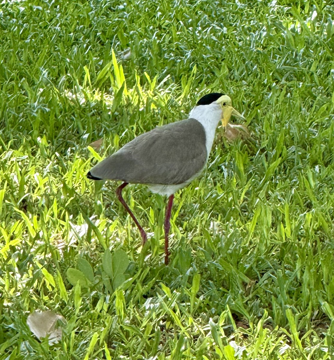 Vanneau soldat - ML644688213