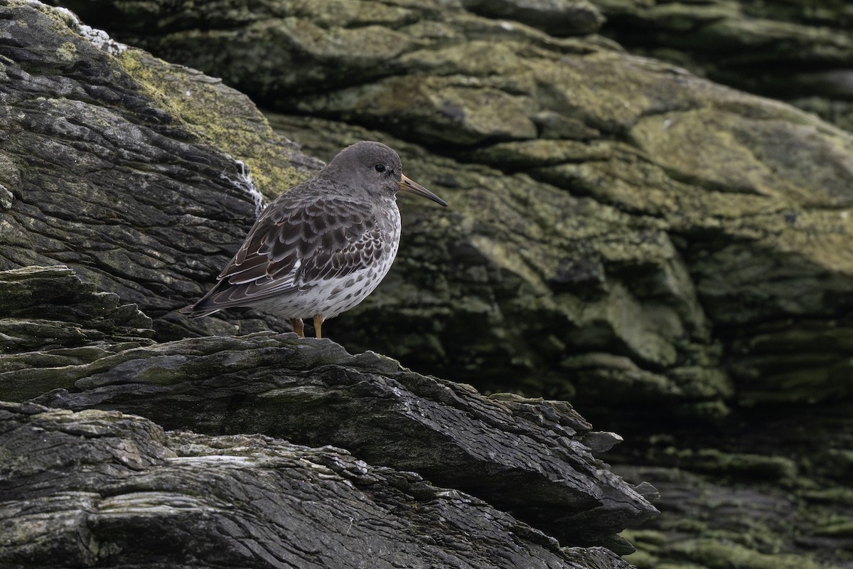 Побережник берингійський - ML644688214