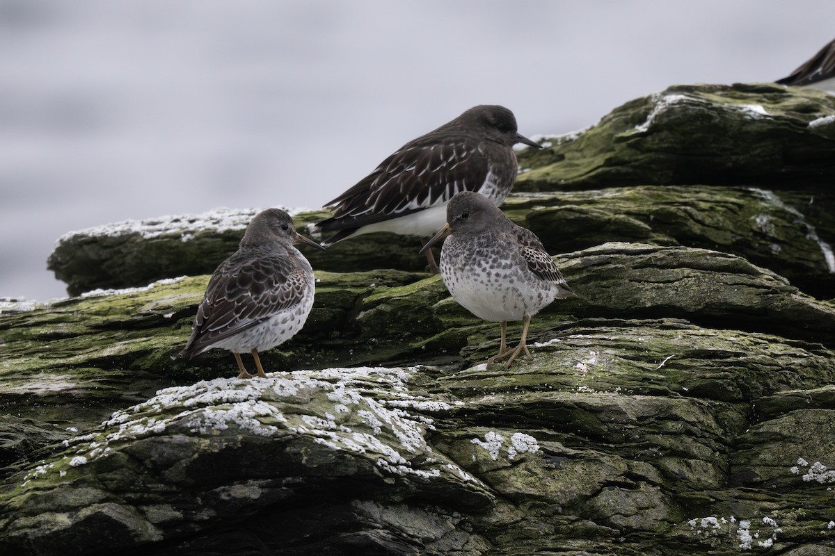 Побережник берингійський - ML644688215