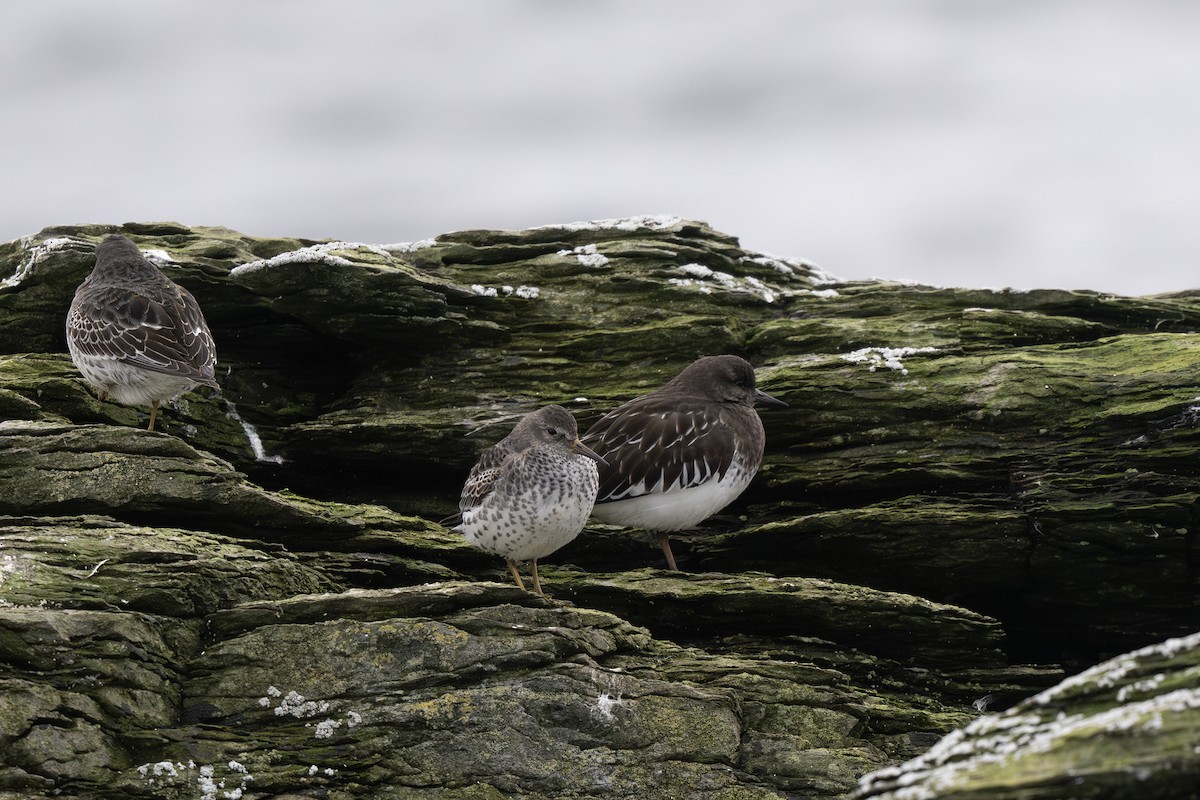 Побережник берингійський - ML644688216