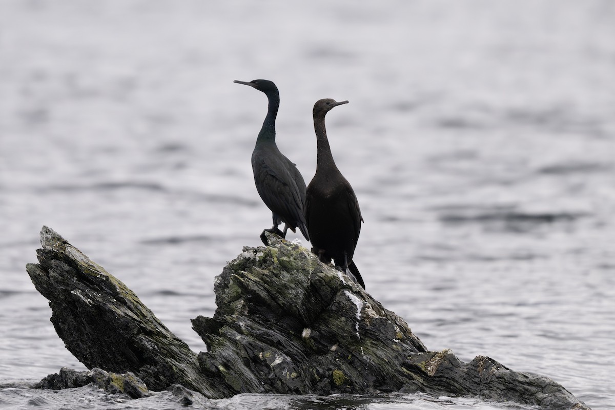 Баклан берингійський - ML644688218