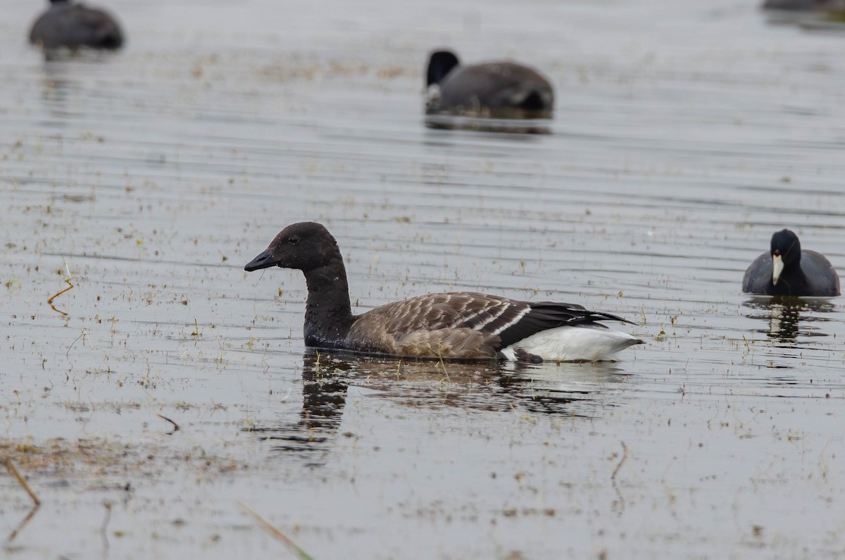 Казарка чорна - ML644688219