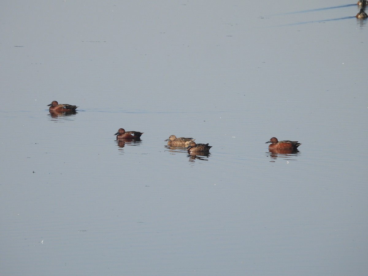 Чирянка руда - ML644688220