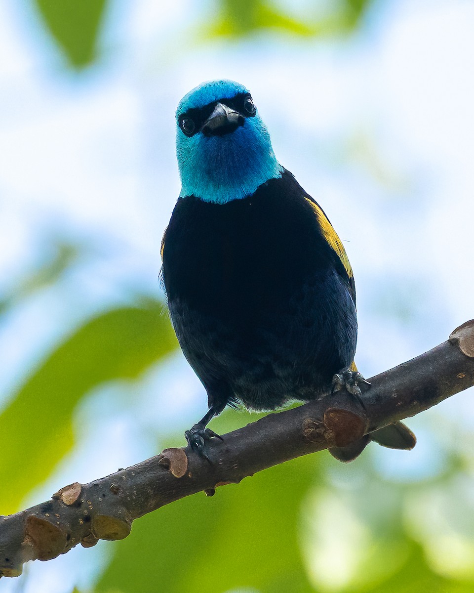 Танагра блакитношия - ML644688221