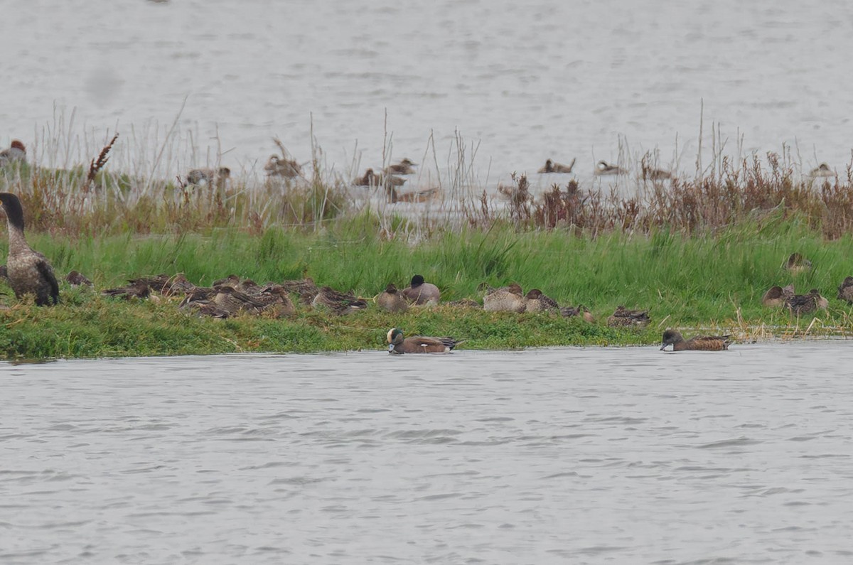 American Wigeon - ML644688222