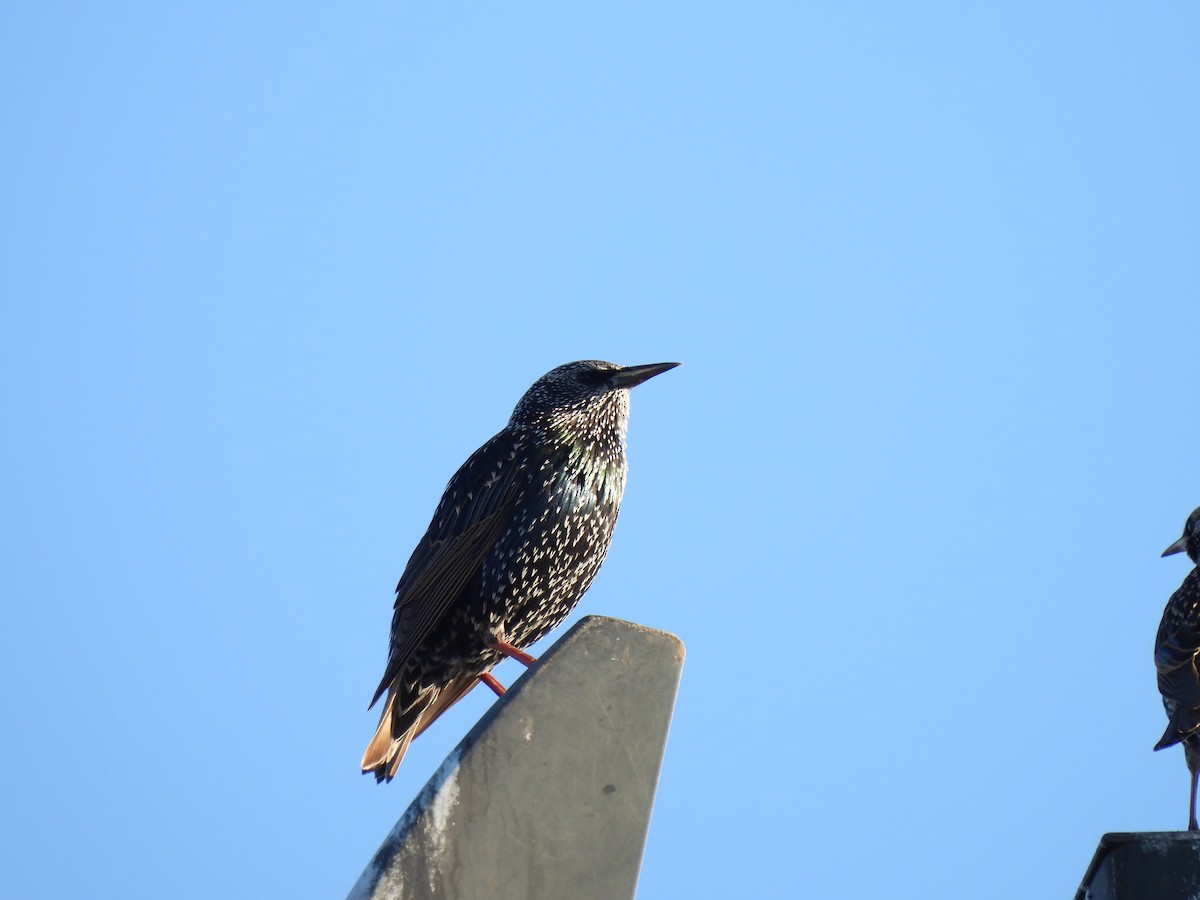 Étourneau sansonnet - ML644688223