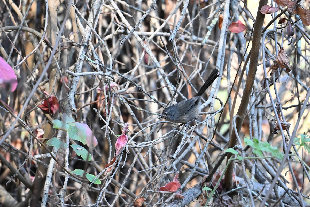 Cama brune - ML644688224