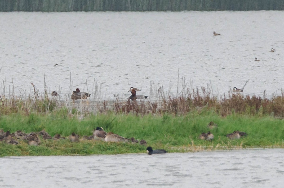 Fuligule à tête rouge - ML644688225