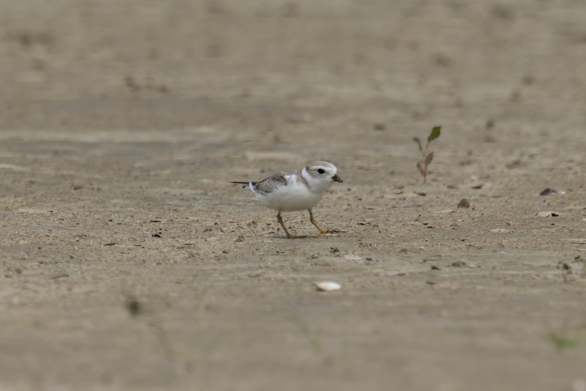 Pluvier siffleur - ML644688226