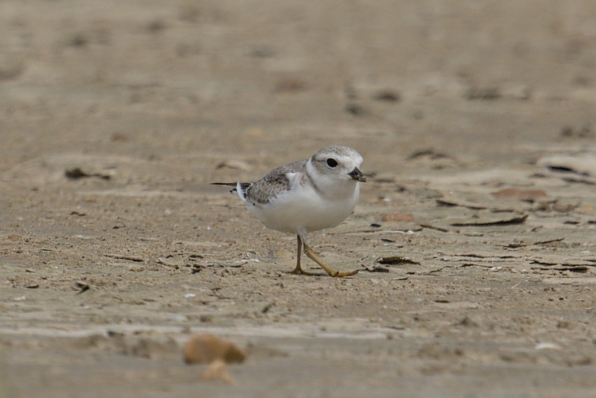 Pluvier siffleur - ML644688227