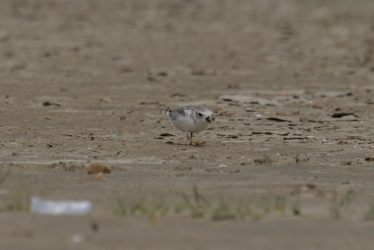 Pluvier siffleur - ML644688228