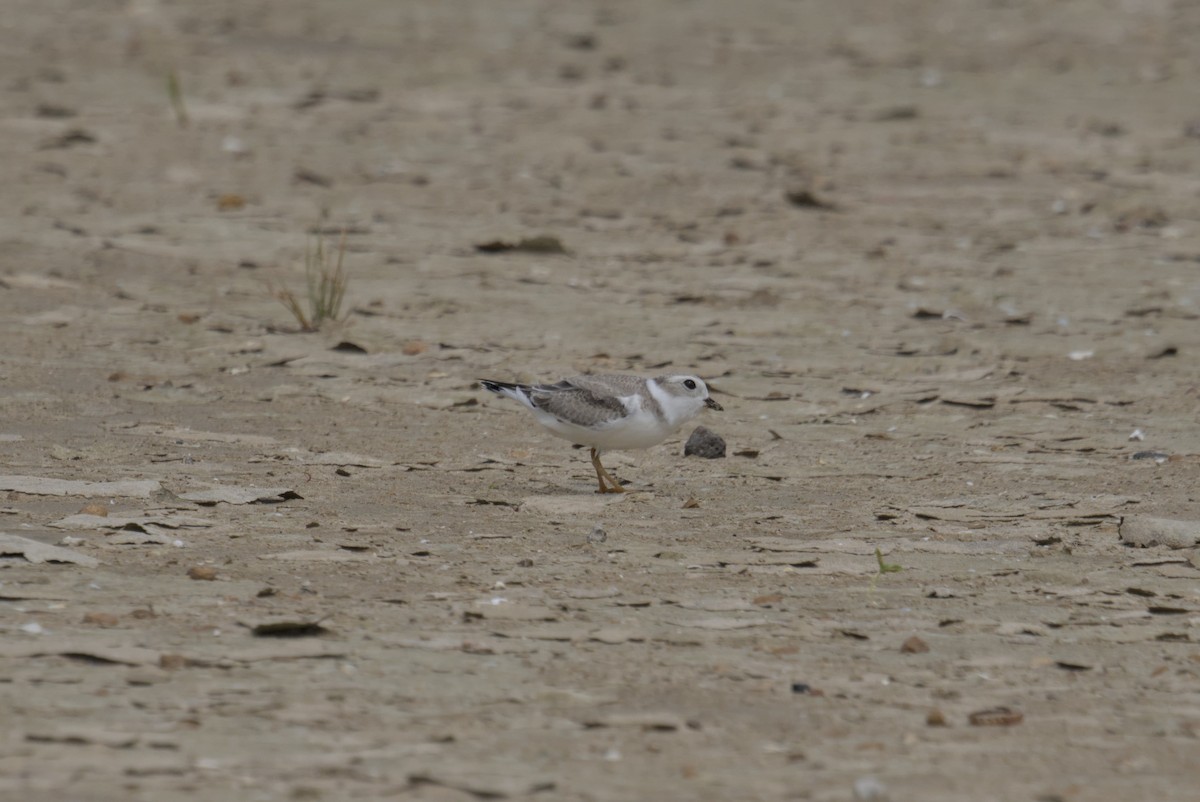 Pluvier siffleur - ML644688229