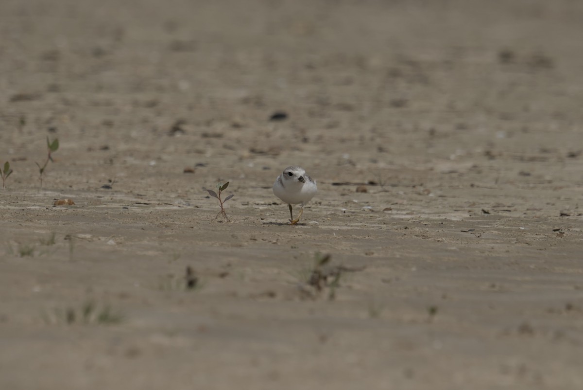 Pluvier siffleur - ML644688230